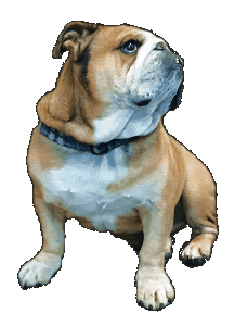 Hi there, I am Chuck, the original owner at the dentist office here in Bend Oregon. Can you guess what kind of dog I am? Hi there, I am Chuck, the original owner at the dentist office here in Bend Oregon. Can you guess what kind of dog I am?